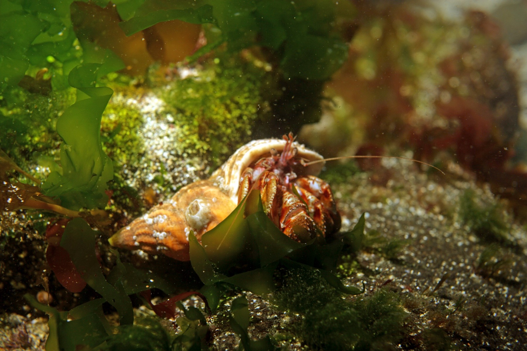 dive.is-ocean-dive-wildlife-iceland.jpg