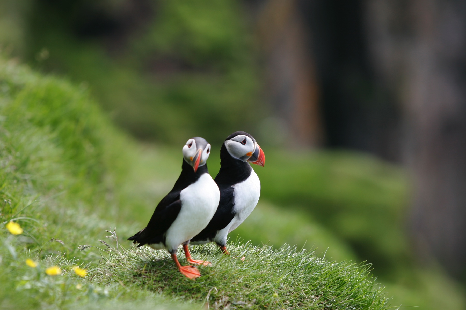 puffins-westfjords-omar