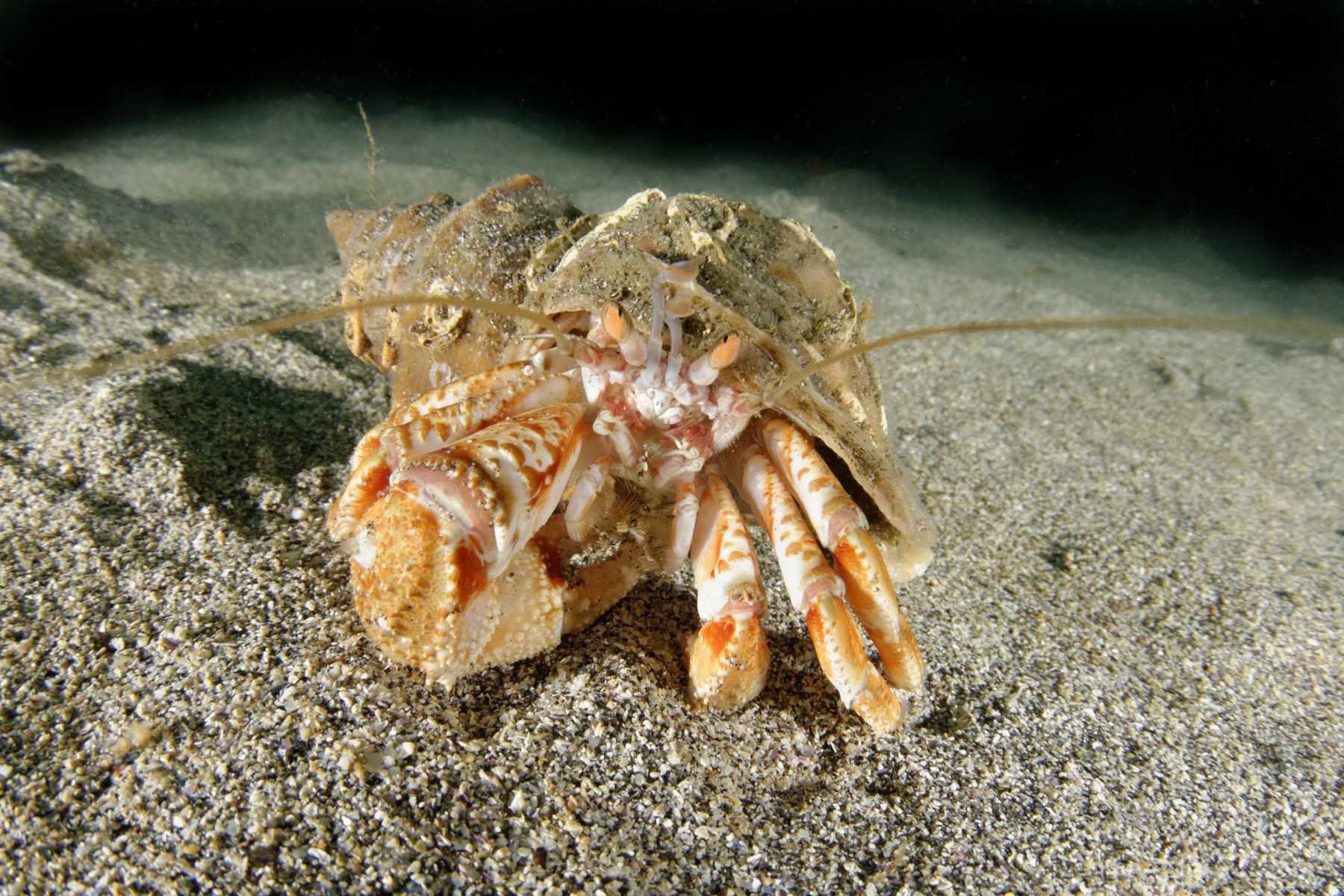 Hermit crab