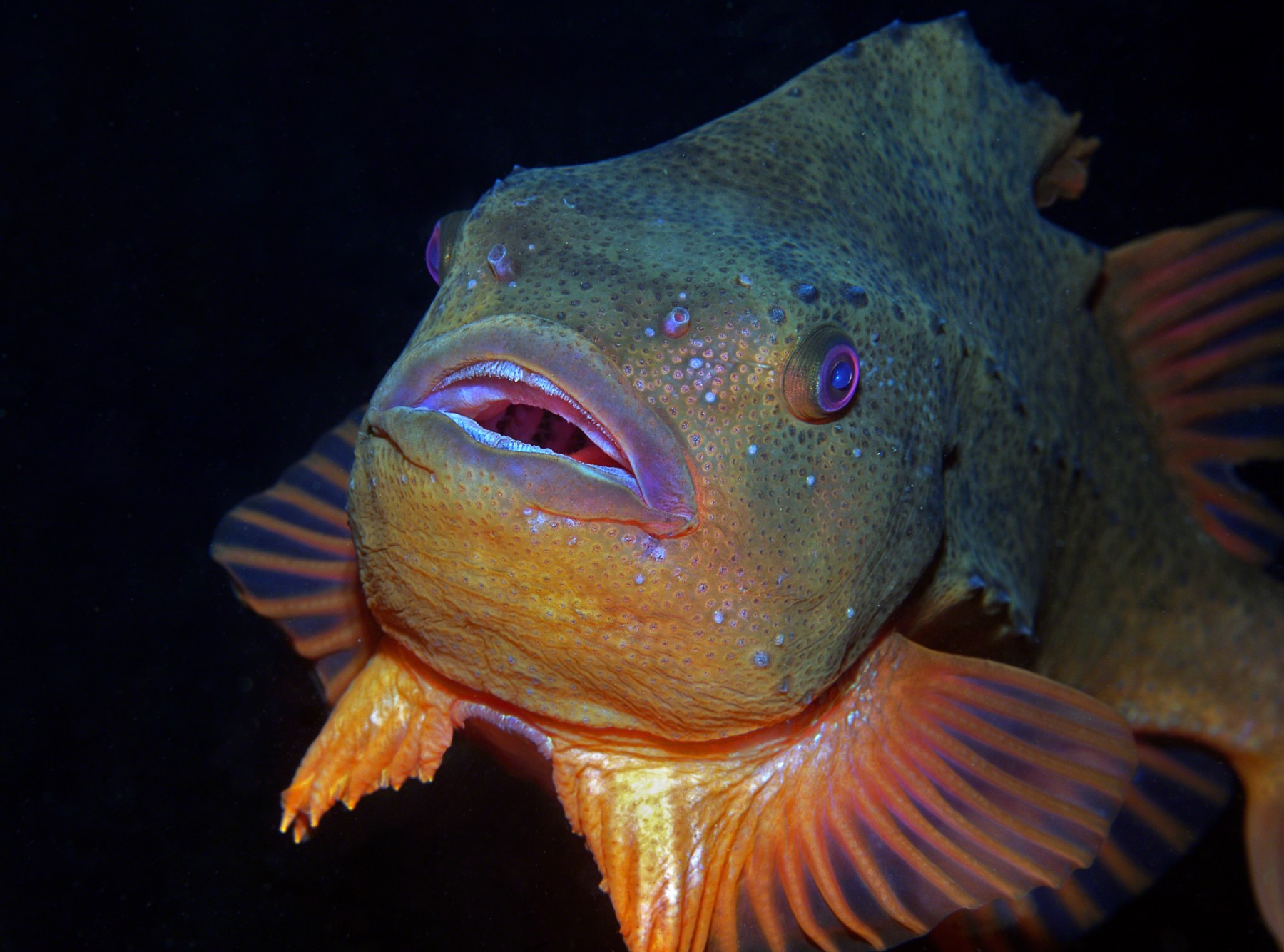 lumpsucker_fish_iceland.jpg