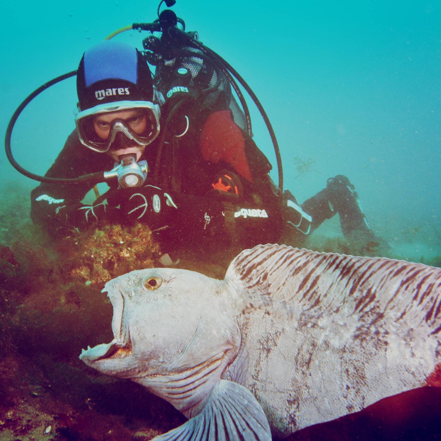 Icelandic wolf fish showing off his teeth