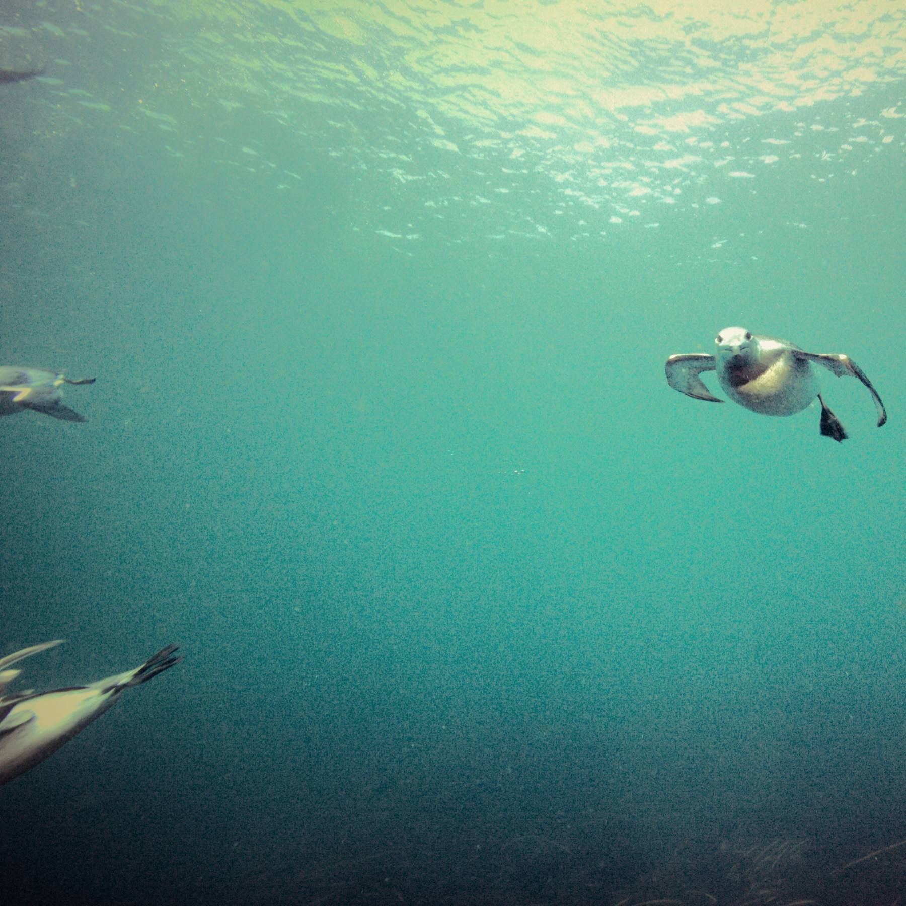 Joined on our dive by Guillemots diving for food off the coast of Grímsey, Iceland