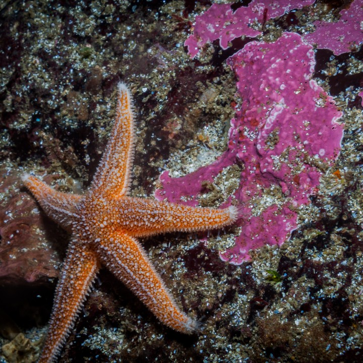 sea-star-north-atlantic-marine-life-720x720.jpg