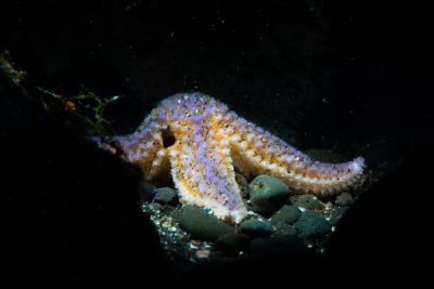 ocean-diving-in-iceland-starfish-diveis-400x267-q80.jpg