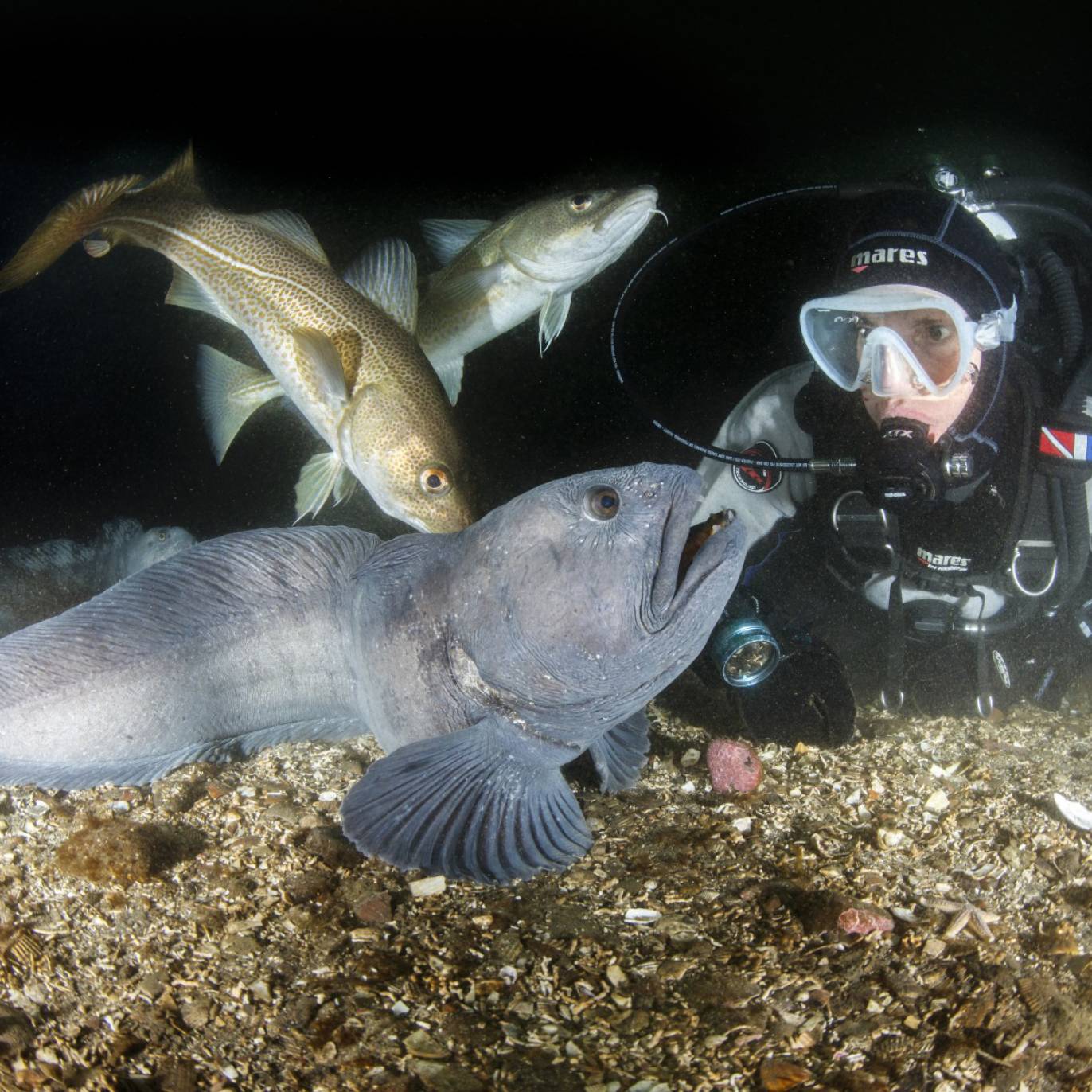 wolffish-diver-cod-strytan-iceland