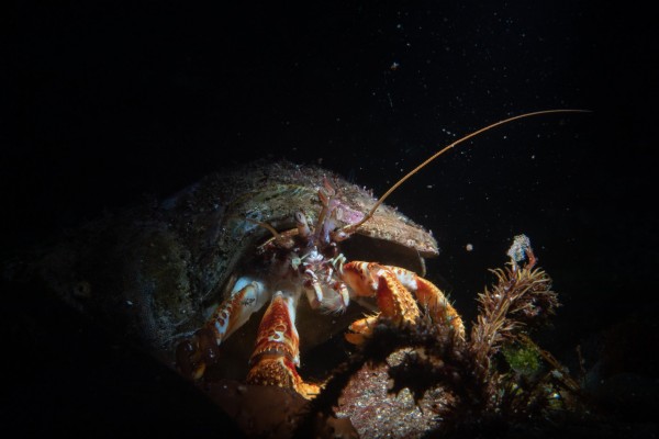 crab-north-atlantic-ocean-akranes-dive.is-600x400.jpg