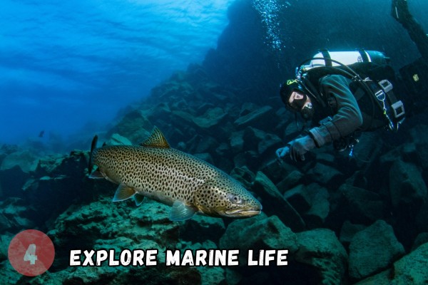 dive.is-davidsgja-fissure-dive-tour-silfra-darker-sibling-explore-marine-life-9-600x400.jpg