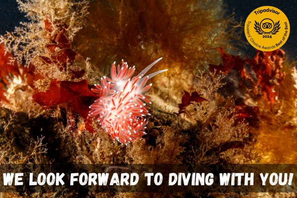 dive.is-ocean-diver-tour-gardur-we-look-forward-to-diving-with-you-11-600x400.jpg