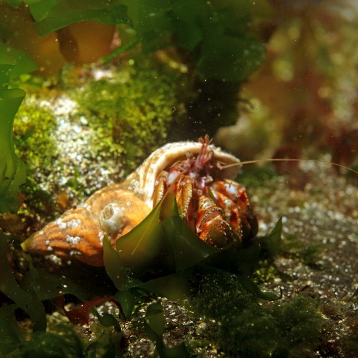 dive.is-ocean-dive-wildlife-iceland-720x720.jpg