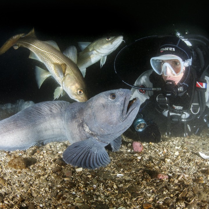 diver-looking-at-wolffish-and-cod-in-strytan-720x720.jpg