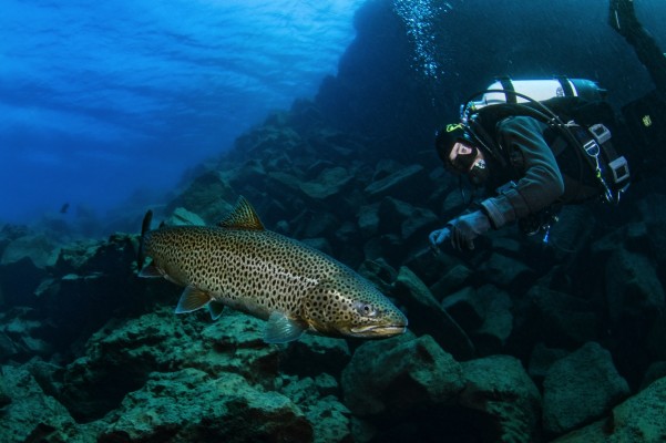 fish-davidsgja-fissure-lake-thingvallavatn-601x400.jpg