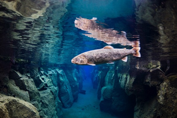 wildlife-on-dive-tour-in-nesgja-river-north-iceland-597x400.jpg