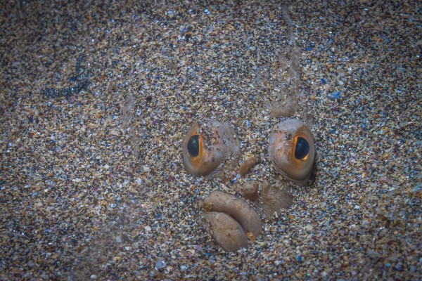 Picasso fish in camouflage, marine life in the North Atlantic