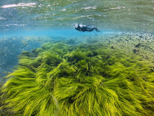 Diamond circle river snorkeling green algea iceland diveis