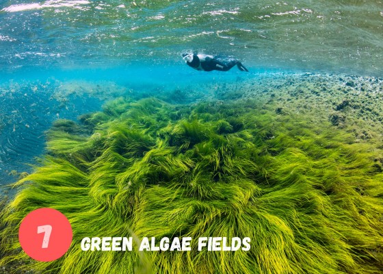 DIVE.IS Double Snorkeling combo in North Iceland Green algae fields