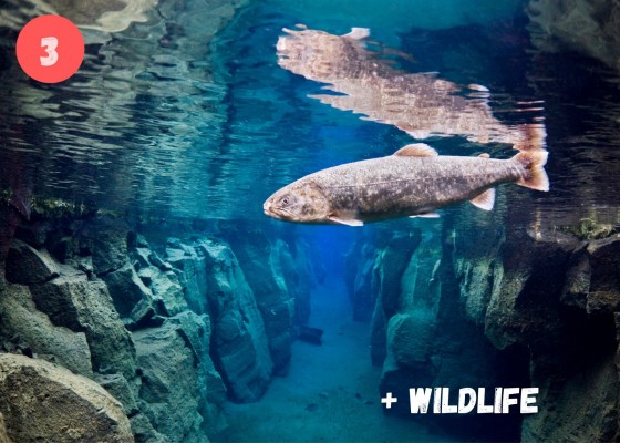 DIVE.IS Double Snorkeling combo in North Iceland wildlife