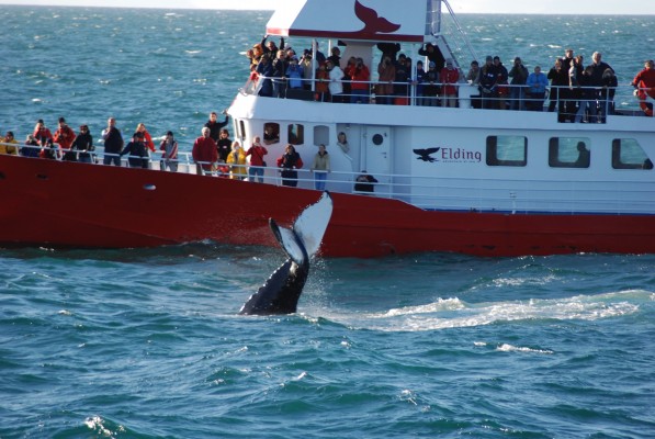 Humpback whale showing fluke for tourists on Elding whale watching boat in the sea off Reykjavik