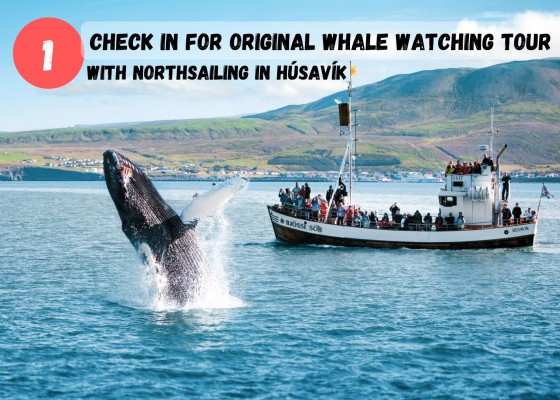 Dive.is Whale Watching Bubbling Sands snorkeling tour in North Iceland  combo