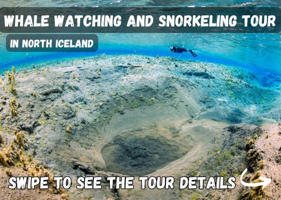 DIVE.IS Whale Watching Bubbling Sands snorkeling tour in North Iceland