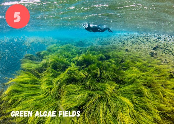 DIVE.IS Whale Watching Bubbling Sands snorkeling tour in North Iceland green algae fields