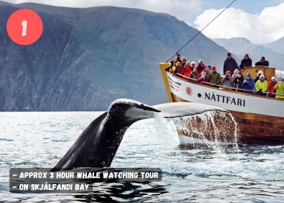 DIVE.IS Whale Watching Bubbling Sands snorkeling tour in North Iceland Skjalfandi Husavik